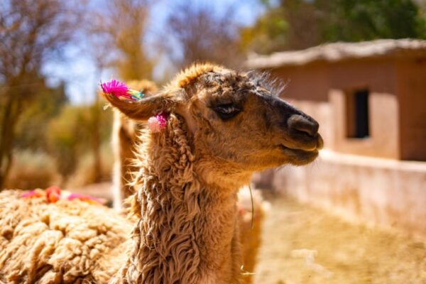 Yoga Trip - Atacama 2025 - Imagem 6
